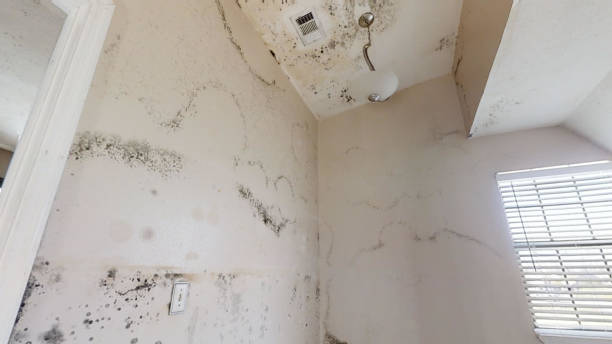 Best HVAC Mold Inspection and Cleaning  in Foley, MN
