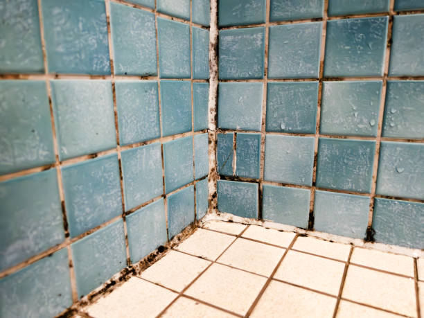 Best Mold Odor Removal Services  in Foley, MN
