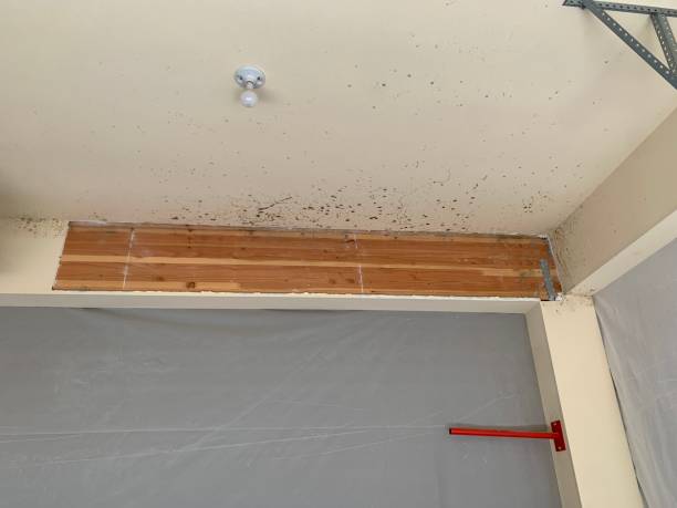 Best Water Damage & Mold Remediation  in Foley, MN