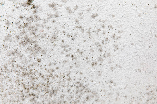 Best Environmental Consulting for Mold Prevention  in Foley, MN